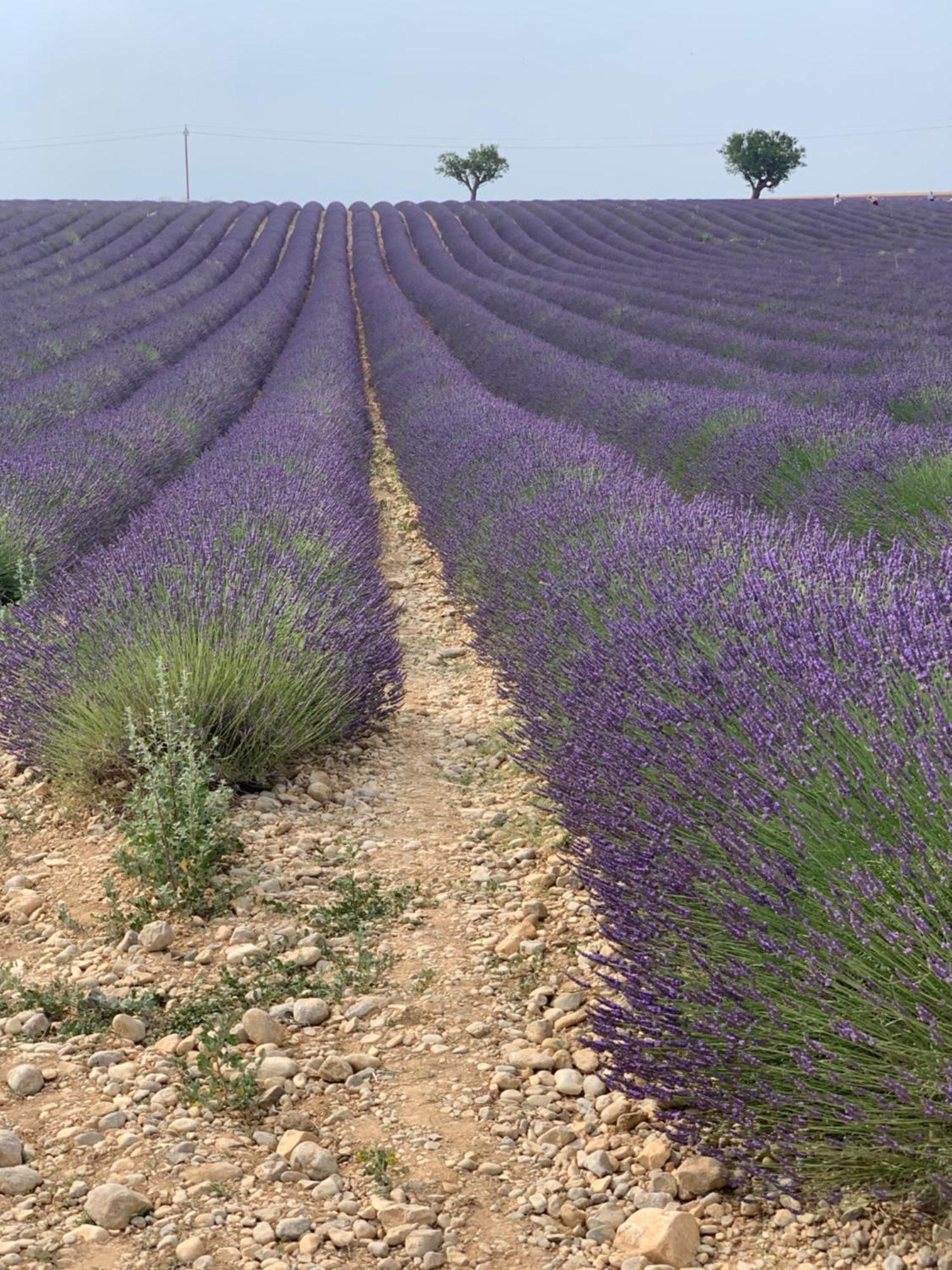 Studios Nuitee En Provence Aix-en-Provence Exteriör bild